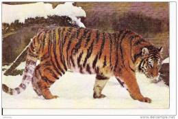 TIGRE DANS LA NEIGE REF 13709 - Tigres