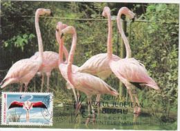 BIRDS, AMERICAN FLAMINGO, CM, MAXICARD, CARTES MAXIMUM, 1989, ROMANIA - Storchenvögel