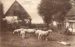 Sept13 1173 : Wormhout  -  Ferme Flamande - Wormhout