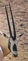 Fiche Cartonnée, NESTLE "Merveilles Du Monde", L'ORYX GAZELLE, N° 48, "Animaux Des Déserts" - Schokolade