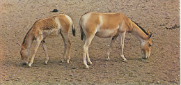 Fiche Cartonnée, NESTLE "Merveilles Du Monde", L'HEMIONE, N° 49, "Animaux Des Déserts" - Schokolade