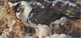 Fiche Cartonnée, NESTLE "Merveilles Du Monde", LE GYPAETE BARBU, N° 63, "Animaux De Montagne" - Schokolade