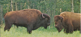 Fiche Cartonnée, NESTLE "Merveilles Du Monde", LE BISON, N° 6 - Chocolade