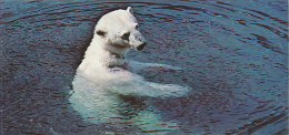 Fiche Cartonnée, NESTLE "Merveilles Du Monde", L'OURS BLANC, N° 38, "Animaux Des Régions Polaires" - Chocolat