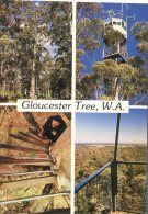 (802) Australia - WA - Gloucester Tree - Altri & Non Classificati