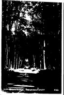 (802) UK (old Postcard) Savernake Forest - Other & Unclassified