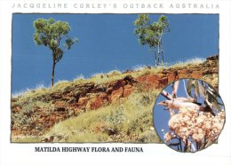 (334) Australia - QLD - Flora - Outback