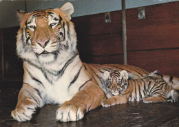 Une Tigresse Et Son Petit - Zoo De Bâle - Tijgers