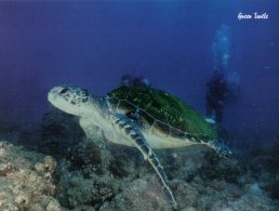 (260) Turtle - Green Turtle - Tortue Verte - Tortues