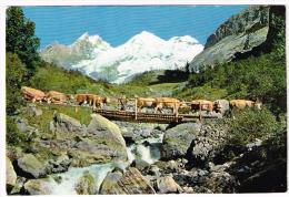 G2889 Alpabfahrt Vom Oeschinensee Bei Kandersteg Mit Blumlisalpgruppe - Mucca, Cow, Koe, Vache, Vaca / Non Viaggiata - Kandersteg