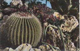 TZU284 Echinocactus Grusoni   Le Jardin Exotique De Monaco   2  Scans - Exotic Garden