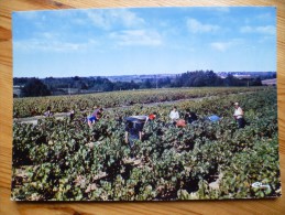 En Anjou - Les Vendanges - Animée - Vignoble / Vin - (n°978) - Pays De La Loire