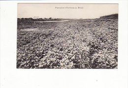 BRESIL - Plantation D'Haricots - Other