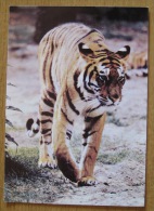 Bulgaria - Tiger 1989 - Tigres