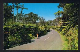 RB 951 - USA Postcard - Fern Forest Hawaii Volcanoes National Park - Hawaï