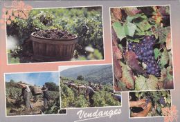 Cp , AGRICULTURE , Les Vendanges En Bourgogne , Multi-Vues - Viñedos