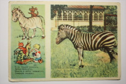 ZEBRA.  Pioneer Movement  ( Communist Party Scouting) -  - Old PC 1955 - PIONEER THE ARTIST - Zebra's