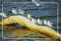 Canada Shoreline With Sea Gulls Perce Quebec - Percé