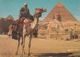 ZS50234 Giza Camel Driver Near The Sphinx And Khafre Pyramid   2  Scans - Gizeh