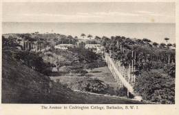 Barbados The Avenue To Codrignton College Old Used - Barbados (Barbuda)