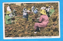 CPA - Nassau- Trimming Sponges - Bahamas - Bahamas