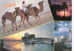 ZS42501 View Of Dubai  United Arab Emirates Chamel Camel    2  Scans - Ver. Arab. Emirate