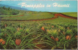 ETATS UNIS PINEAPPLES IN HAWAII CHAMP D'ANNANAS - Autres & Non Classés