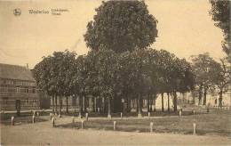 Westerloo : Lindenboom  ( Uitg. Geerts-Berghmans  ( Geschreven Zonder Zegel ) - Westerlo