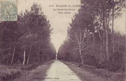 44 BLAIN - La Forêt Du GAVRE - Une Allée - D6 - Blain