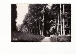 Carte 1950 BELLENCOMBRE / LA LIGNE DES LIMOUSINS (arbres) - Bellencombre