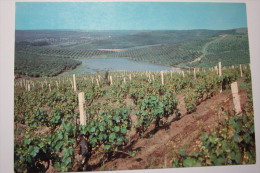 MOLDOVA. Grapes Landscape - Moldova