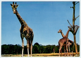 Postcard - Giraffes   (V 19919) - Girafes