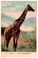 Girafe - Kameelpanthere - Girafes