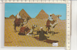 PO2066C# EGITTO - EGYPT - GYZA - CAMMELLIERI ARABI   VG 1982 - Guiza