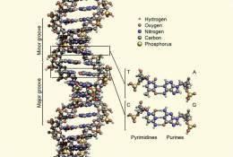 [NZ08-101  ]    Chemistry Gene DNA Biochemistry, Postal Stationery --Articles Postaux -- Postsache F - Química