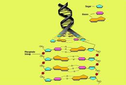 ( AN03-052  ) @      DNA Chemistry Biochemistry Gene  .   Pre-stamped Card  Postal Stationery- Articles Postaux - Chemistry