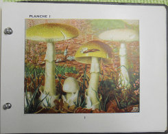 Album Ancien Le Champignon 48 Planches Illustrées Mushroom édit Gutenberg/Laboratoire Médecine Expérimentale Beauvais - Caccia/Pesca
