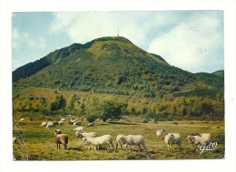 Cp, Agriculture, Le Puy De Dôme, Moutons Au Pâturage, Voyagée 1967 - Allevamenti