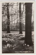 Arnhem: Lente In Park Sonsbeek (Bloeiende Narcissen) - Nederland/Holland - Arnhem