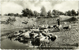 Rijssen - Schaapskudde Bij De Drinkplaats Omgeving Friezenberg - & Sheep - Otros & Sin Clasificación