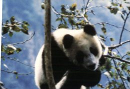 (963) Panda Bear - Ours Panda - Ours