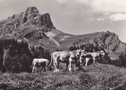 BRAUNWALD  EGGSTOCK    KUHE  /  VACHES - Braunwald