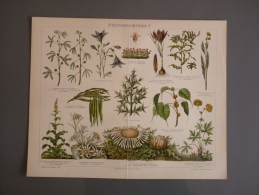 Pflanzen Schutzeinrichtungen Mimosa U.a     Chromolithographie Bibliographisches Institut In Leipzig Um 1897 -RARITY !!! - Lithographies