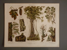 Epiphyten Ficus Religiosa U.a. Chromolithographie Bibliographisches Institut In Leipzig Um 1897 -RARITY !!! - Lithographies