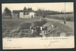 Tillet. Les Vaches à La Fontaine De Gérimont. Nels Série 74, N°11. Voyagée En 1907. - Sainte-Ode