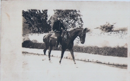 CAVALIER En UNIFORME à Cheval - CARTE PHOTO Dora As De Trèfle - Uniformi