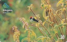 Télécarte Brésil - Animal - OISEAU / Chardonneret - Song Bird Brazil Phonecard - Vogel Telefonkarte - 2361 - Sperlingsvögel & Singvögel