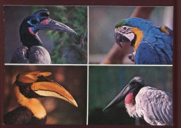 CPM Neuve 01 VILLARS LES DOMBES Parc Animalier Calao D'Abyssinie, Ara Ararauna, Calao Bicorne, Jabiru D'Amérique - Villars-les-Dombes
