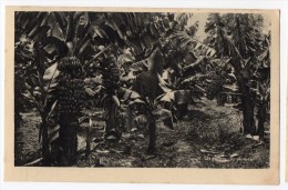 Canarias Las Palmas Bananas Antigua Tarjeta Postal Vintage Original Postcard Cpa Ak (W3_2759) - La Palma