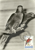 Ensemble Peu Commun De 6 Cartes Maximum Oiseaux  Zoo D'Antwerpen  8/10/1962 - 1961-1970